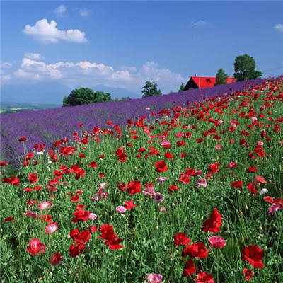 BB贝博平台登录appapp下载